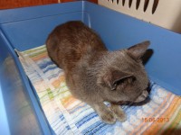 Albastrica sterilizata