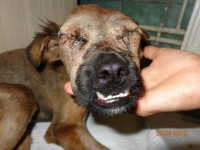 stevie vrea sa traiasca