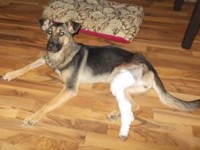 catelusa cu genunghiul