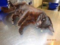 pisicuta neagra sustinere program