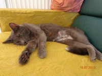 pisicuta sterilizata