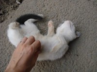 pisicutele de la gara