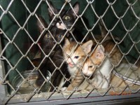 sterilizare obligatorie