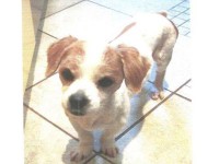 Catelusa targul mures