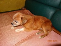 batranica pentru adoptie