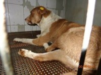 catelusa accidentata