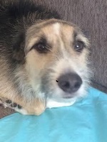 19748634_1608430105896206_8683938346220062669_n