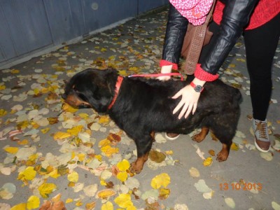 Rott 2