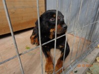 Rott