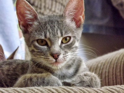 cactus cleo DSCF1717