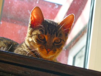 cactus tigrisor P1510204