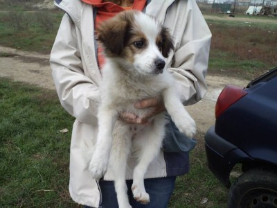 1459265_572921112780449_821041688_n