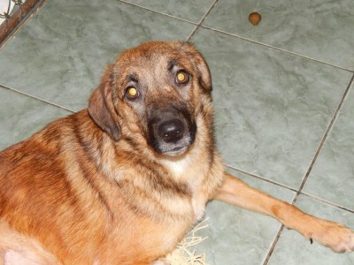 1424445_531732870267991_380905585_n