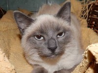 1459820_599753230096360_1343935659_n