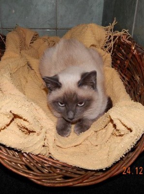 1488096_599753266763023_1858860961_n