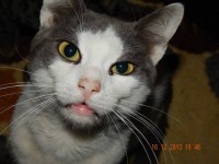 1535407_595939883811905_360982483_n