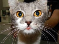 1538684_598743090197374_730637092_n