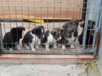 craciunul in adapost