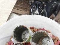 catelusii si rasfatul