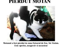 motan pierdut
