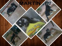 martin