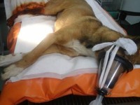 cate;lusa accidentata