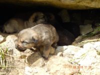 13002521_1073528106053078_907285058890338151_o