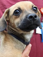 21272331_1686564104749472_4740701937912131107_n