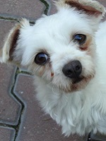 18555935_1550577565014794_4554948502308381290_n