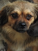 20507256_1641071432632073_5275626491607106578_o