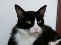 20992616_1673037139435502_4863648719029431142_n