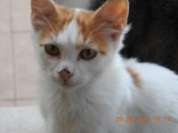 21686093_1703215476417668_4889827473592118292_n