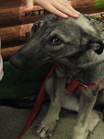 22687884_1737606446311904_3953522779885501396_n