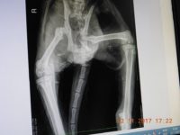 23905746_1781298278609387_8908459912967173025_n