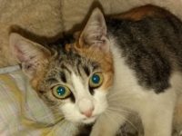 23131018_1756192437786638_1941422461324030700_n