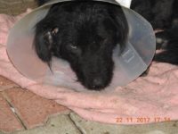 23843361_1784001021672446_6606878977857846760_n