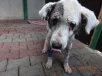 24883243_1799719066767308_734428316042096411_o