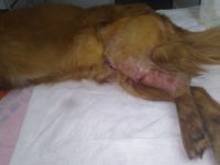 26171290_1829153993823815_7692458108615327760_o