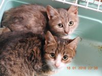 19243144_1857250427680838_7304313047473012524_o