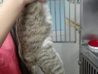 27332600_1866453643427183_288830929465330221_n