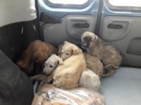 27500198_1875298599209354_76486260282806570_o