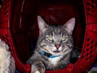 30708015_1968398879899325_8939061037403996160_n