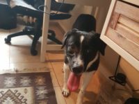 31711080_1993712900701256_1171060160815169536_o