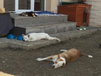 31955956_2001392116600001_6817418566946521088_n