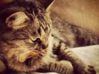 32402336_2009373672468512_5117121918759075840_n