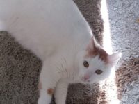 32588518_2012109508861595_2535761194208198656_n