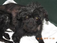 34774664_2041588175913728_2402336119602544640_o