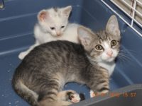 36638791_2091423200930225_4158730327780491264_o