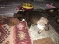 36732100_10217392524794331_3718944750619852800_n