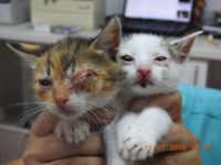 36983035_2105460446193167_5544516296227422208_o